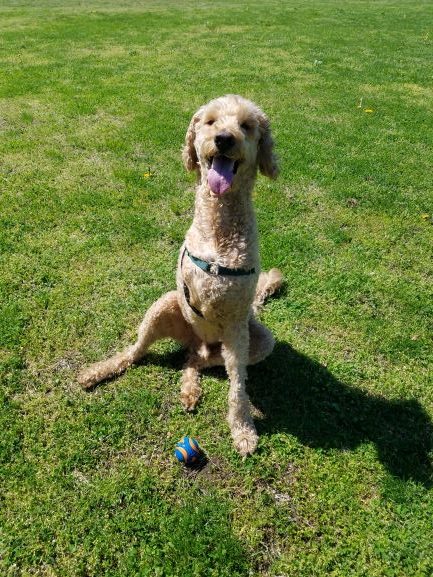Griffin-happy-with-ball-may-2-blog-rotated.jpg