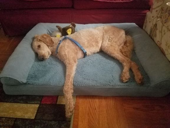 Griffin-napping-with-Eagle-may-24-blog.jpg