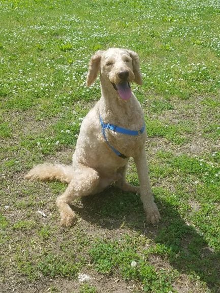 Goldendoodle Griffin the Tripawd