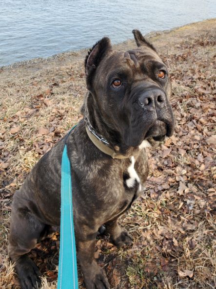 One year best sale old cane corso